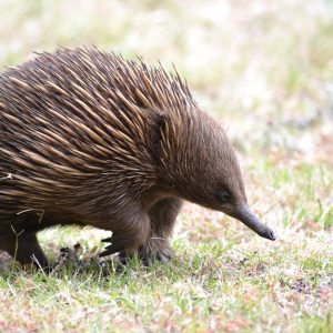 An image of an echidna walking along the grass at The Abbey on Raymond Island